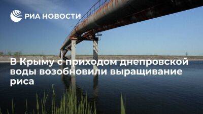 В Крыму с приходом воды по Северо-Крымскому каналу возобновили выращивание риса