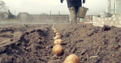 Рабочие российского автозавода вместо сборки авто будут сажать картошку