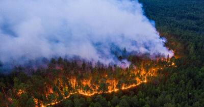В Чернобыльской зоне горит лес