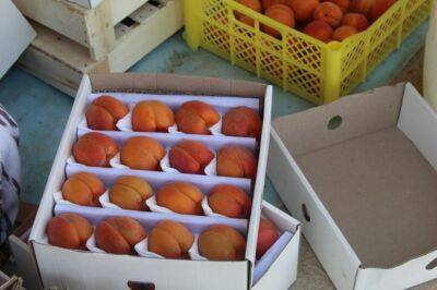 Узбекистан начал экспорт абрикоса нового урожая