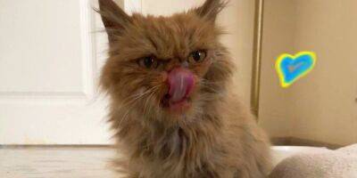 Shafa The Cat. В спасенной кошки из Бородянки появился Instagram