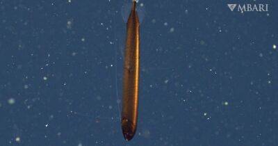 У берегов Калифорнии обнаружена необычная рыба, напоминающая подводную лодку (фото)