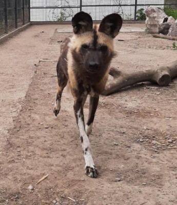 В Одесском зоопарке появился новый обитатель невероятного обаяния | Новости Одессы