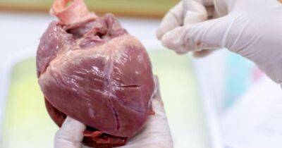 Первая пересадка сердца от свиньи человеку: ученые выяснили, почему она потерпела неудачу
