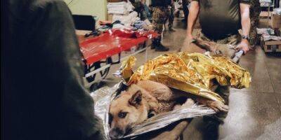 «Собацюре повезло трижды». История спасения раненой собачки, которую забрали с фронта и прооперировали в военном госпитале