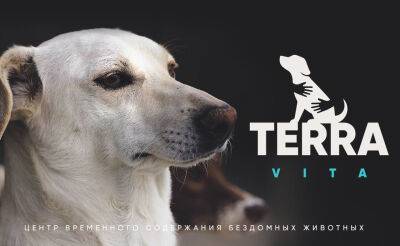 Хокимият намерен запретить работу Центра содержания бездомных животных Terra vita в Самарканде. Свыше 100 животных могут усыпить