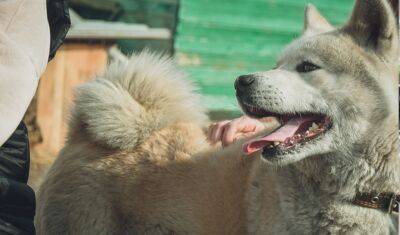В тюменские ветеринары спасли собаку, на которую напал медведь