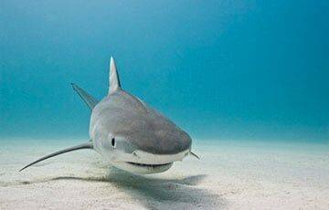 Португальские рыбаки поймали редкую акулу с 300 зубами