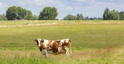 На окраине Риги на все лето "высадилось" стадо из пяти коров и быка