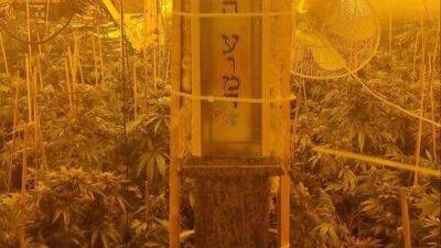 Религиозные мужчины выращивали марихуану в синагоге Тверии: видео