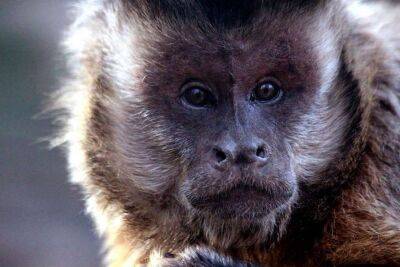 Медики рассказали, что такое обезьянья оспа и какие ее симптомы