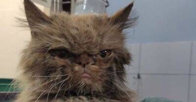 Появились бывшие хозяева спасенной в Бородянке кошки, требуют вернуть животное