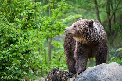 В Верхней Баварии был замечен бурый медведь
