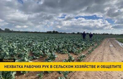 В Польше украинские беженцы не хотят выходить работать на грядки даже за высокую зарплату