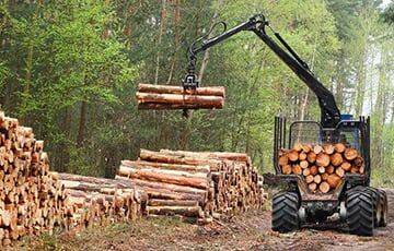 Литовский гигант деревообработки VMG Group остановил завод в Могилеве
