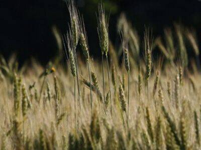 Из США сигнализируют о плохом урожае пшеницы на фоне продовольственного кризиса - unn.com.ua - США - Украина - Киев - штат Канзас - штат Северная Дакота