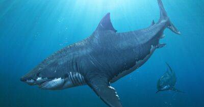 Не выдержали конкуренции. Ученые нашли причину исчезновения самых больших акул на Земле - focus.ua - Украина