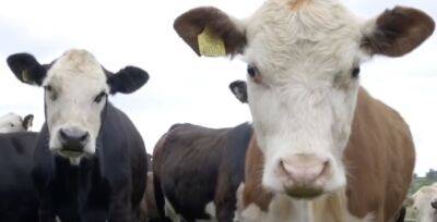 Израильские ученые выращивает коров для борьбы с изменением климата