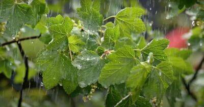 От +15 до +23 и дожди: в Укргидрометцентре предупредили о погоде в июне