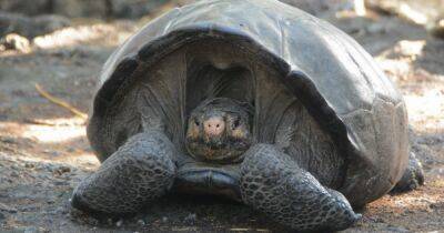 Отдыхала на острове. Ученые нашли черепаху, которая "вымерла" более 100 лет назад - focus.ua - Украина - Эквадор