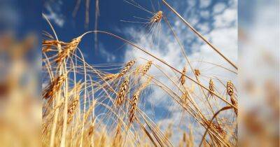 Через продовольчу кризу Польща шукає варіанти, щоб допомогти в експорті українського зерна
