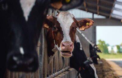 В Тверской области владелец крупного рогатого скота нарушал ветеринарные правила