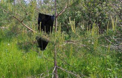 В лесах Кашинского лесничества установлены феромонные ловушки