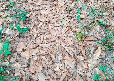«Загадочная» фотография из леса озадачила интернет-пользователей