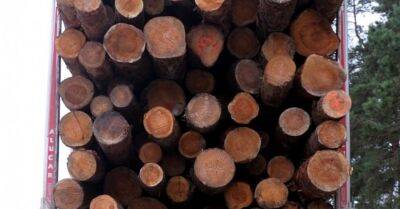 Россия: уроженец Латвии получил 3,5 года колонии за незаконную вырубку леса