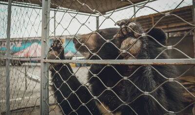 В Тюменском районе нашли следы медведя неподалеку от деревни