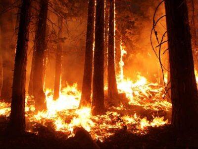 Во Франции - Во Франции вспыхнули лесные пожары - unn.com.ua - Украина - Киев - Франция - Анкара