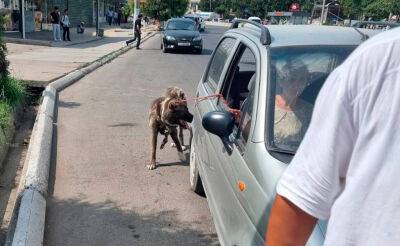 В Ташкенте мужчина привязал собаку к движущейся машине