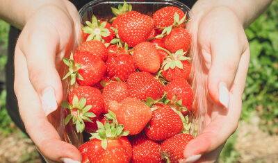 В Тюменской области начнут выращивать ягоды в промышленных масштабах