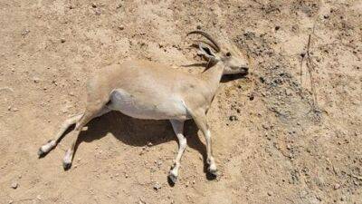 В Мицпе-Рамоне нашли трупы горных козлов, не исключено умышленное отравление