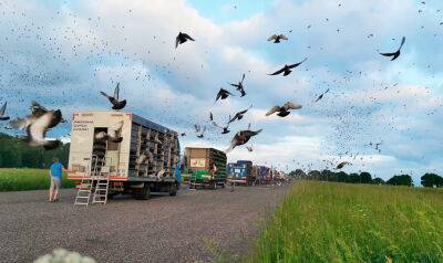 В Чехии 23 тыс. почтовых голубей поучаствовали в гонке через всю страну: видео - vinegret.cz - Польша - Чехия - Катовице