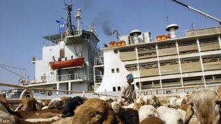 Судан - В порту Судана затонуло судно, на котором было 16 тысяч овец. - unn.com.ua - Украина - Киев - Судан - Саудовская Аравия - Мариуполь