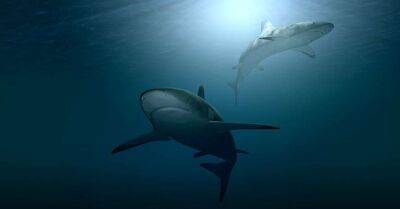 Ученые обнаружили акул, живших 135 миллионов лет назад - lenta.ua - Украина - Швейцария - Австралия - Колумбия - Германия - Индия - Антарктида - Аргентина - Богота