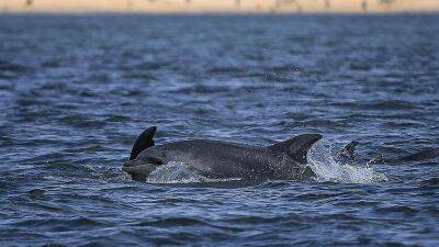 Жертвами войны в Украине становятся черноморские дельфины