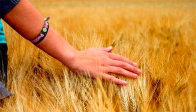 Погодные условия благоприятны для формирования хорошего урожая зерновых - Гидрометцентр