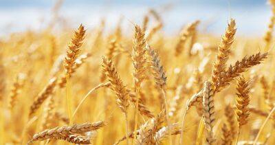 Цены растут, зерна не хватает? Что происходит на рынке пшеницы