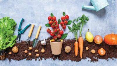 Какие овощи можно вырастить летом на балконе в Израиле