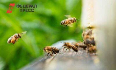 Ординские пчеловоды увеличат производство мёда до 100 тонн в год