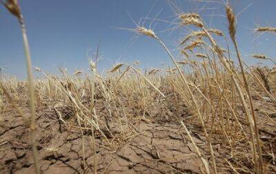 В Одесской области засуха: урожай сильно уменьшится