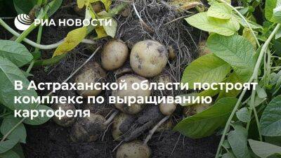 В Астраханской области в 2027 году построят комплекс по выращиванию картофеля