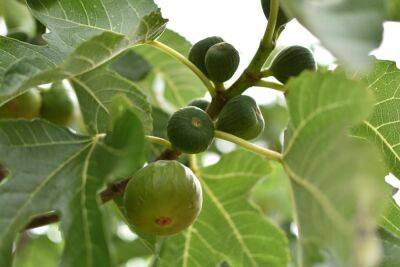 Люди высаживали фруктовые деревья в долине реки Иордан семь тысяч лет назад