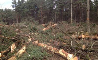 Латвийцы ломанулись собирать дрова: готовятся к «голодной» зиме?