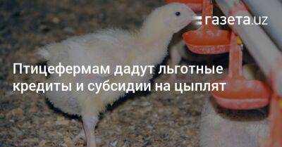 Птицефермам дадут льготные кредиты и субсидии на цыплят