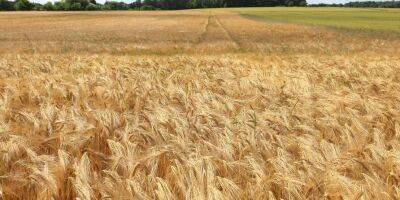 Россия вывозит украденное в Украине зерно в Сирию — Maxar