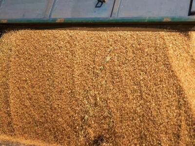 РФ могла украсть на оккупированных территориях более 180 тыс. тонн зерна – "Схемы"