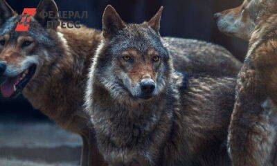 С волками нужно бороться за федеральный счет: мнение вологодских депутатов